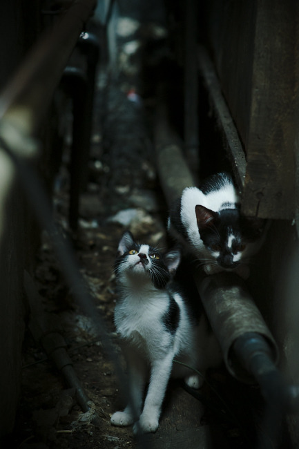 开云体育官网-F1年度争冠焦点战，爱尔兰式加时逆转克罗地亚的启示