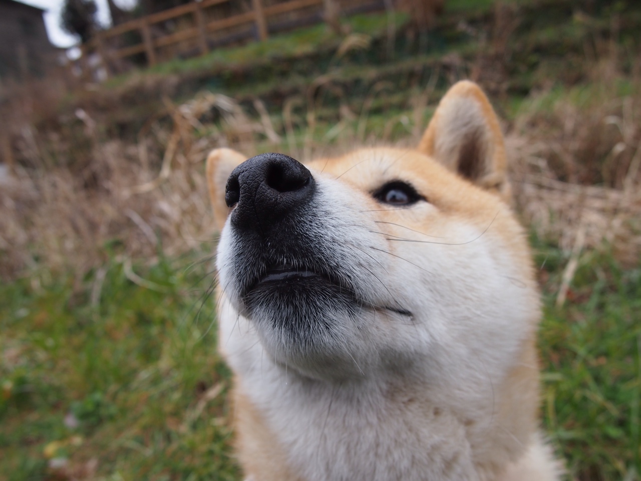 开云体育2026-铁血防守撕裂印城幻梦 爵士双星闪耀西决生死战