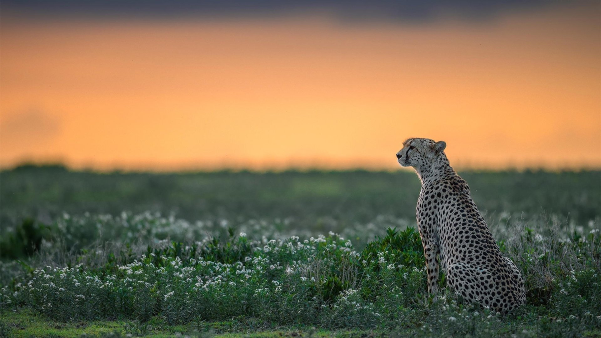 东决寒光倾泻之夜,当哈利伯顿的致命连击冻结了凯尔特人