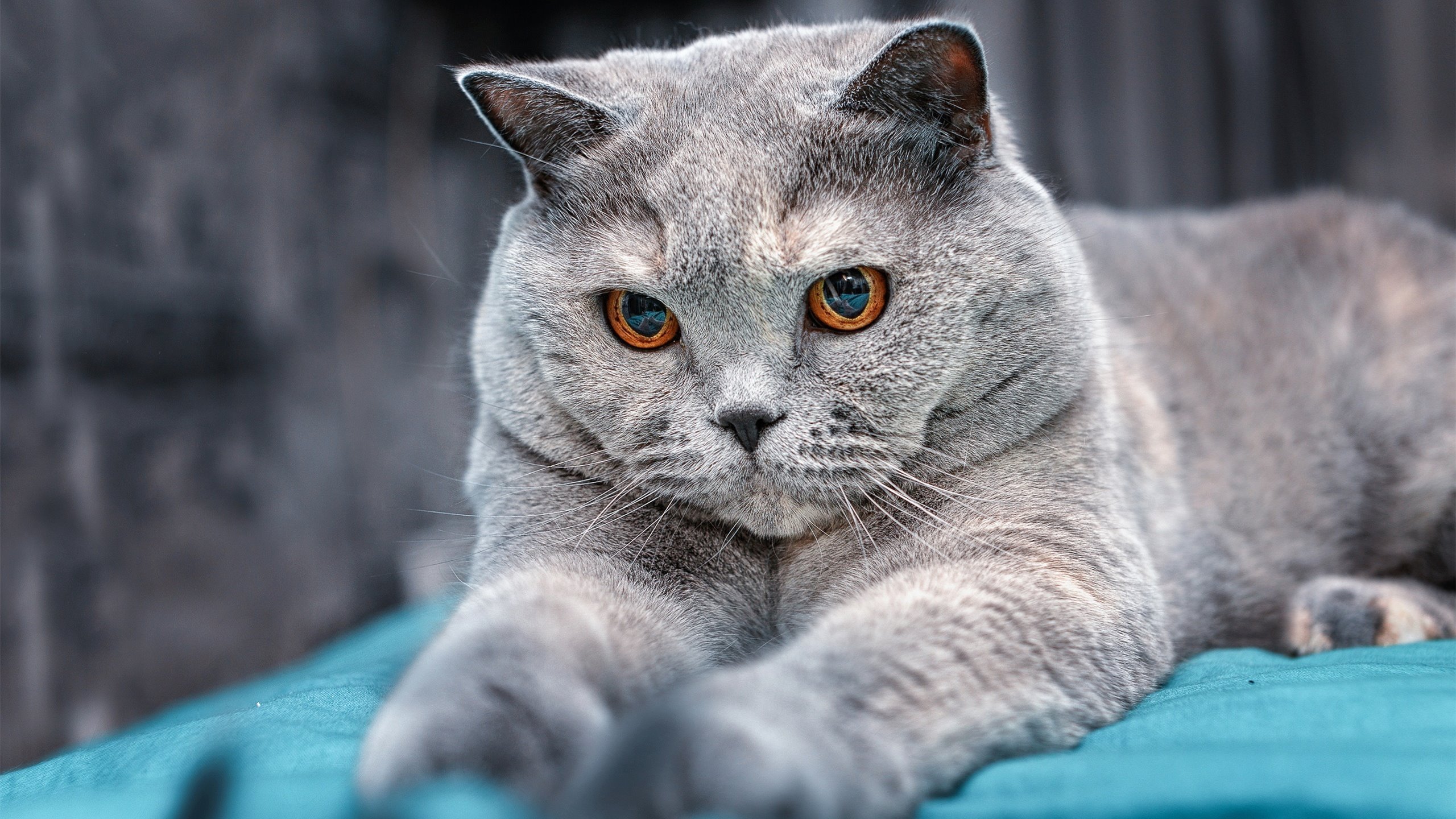 开云体育2026-伊萨克赛后评分拉满，伊拉克火力压制巴拉圭的史诗之战