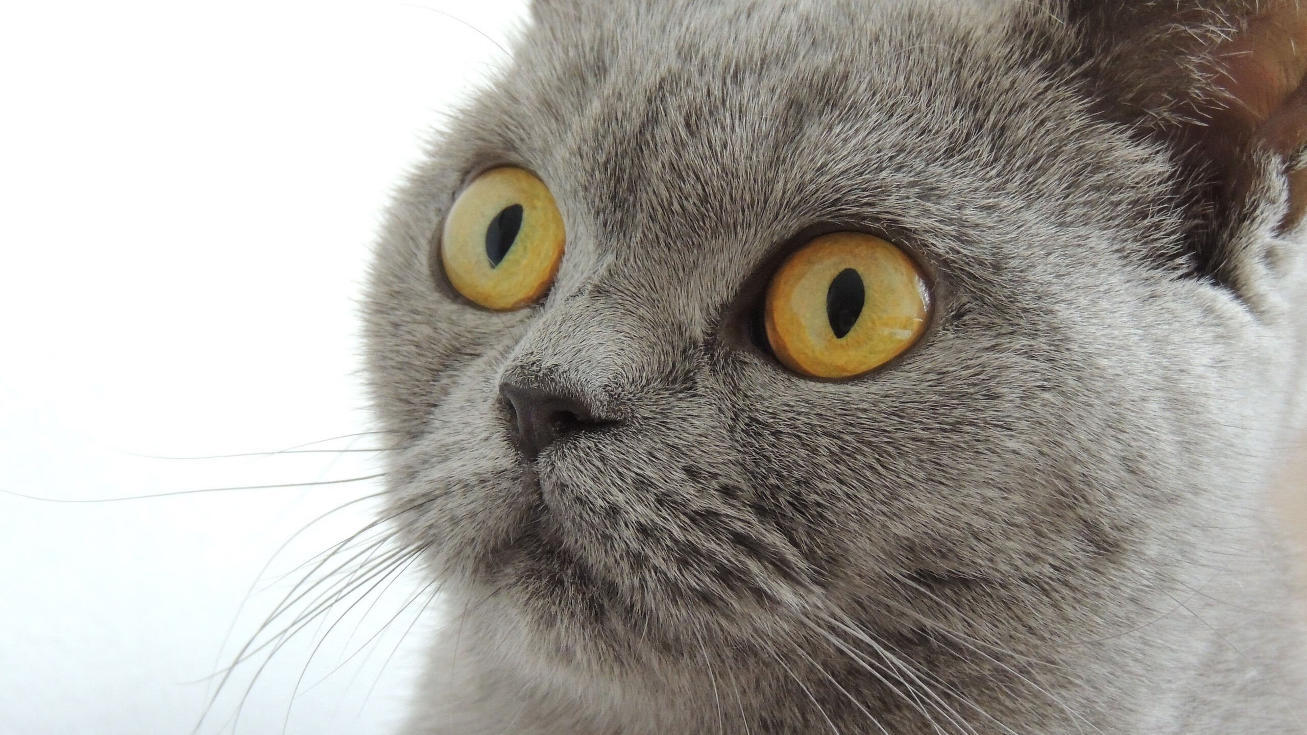 开云体育APP下载-斗牛士之舞，当西班牙遭遇威尔士，隐形巨人的统治艺术