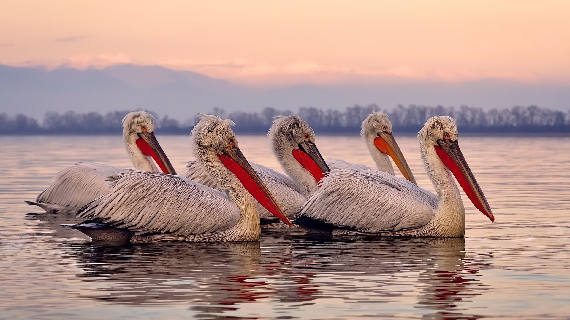 湖人遭遇技术性击倒,末节仅得14分,小贾伦破茧成关键先生
