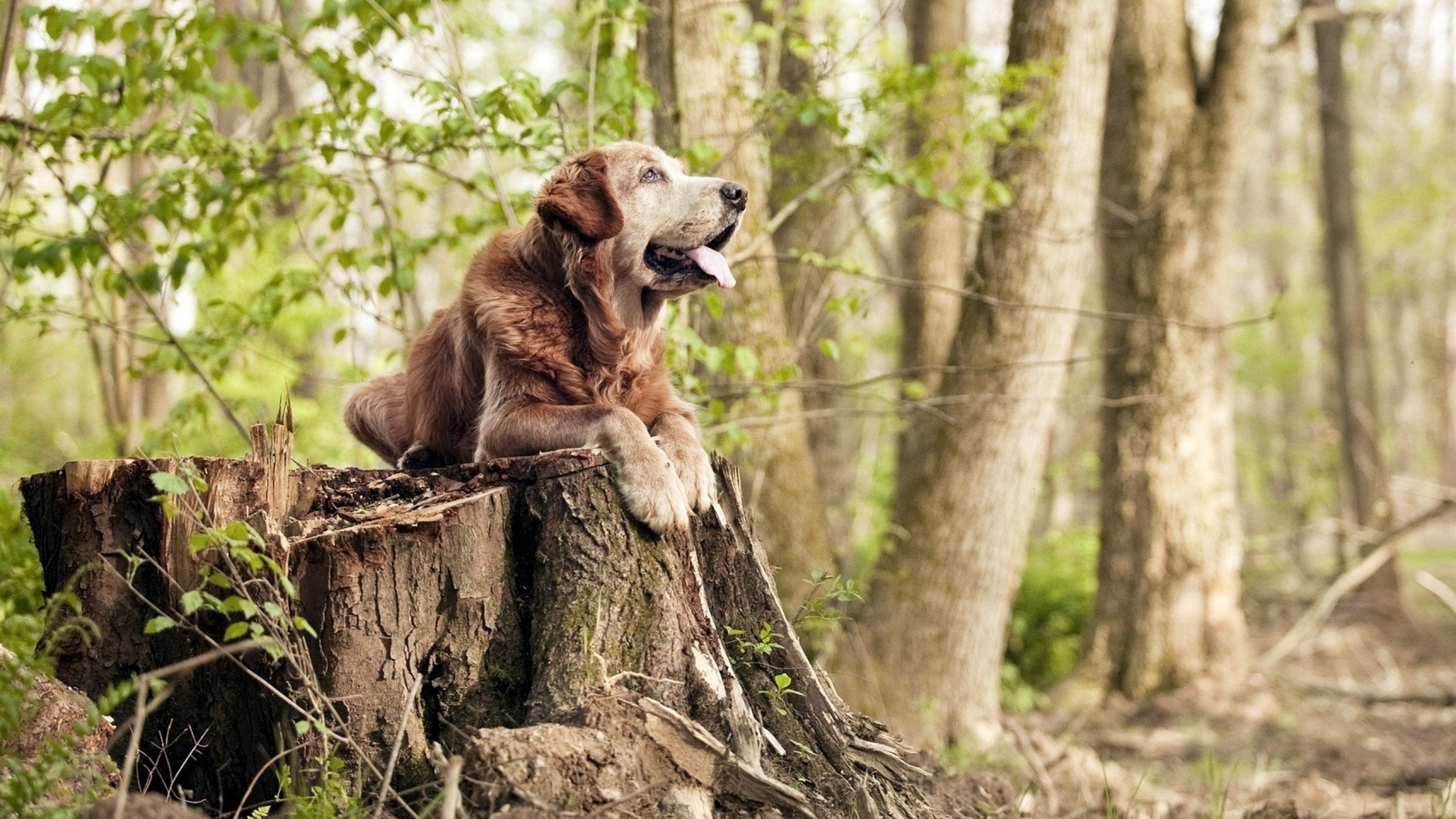 铁幕下的雄鹰折翼，德罗赞如何用一记外科手术刀撕开胜利之门？