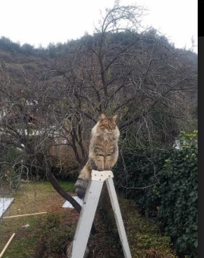 欧洲精密齿轮碾压亚洲新贵，萨卡加时绝杀铸就奥地利逆转传奇