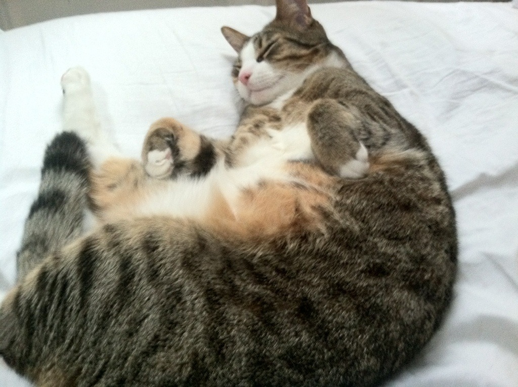 欧冠元宇宙之战，深圳队次回合一波流带走纽约尼克斯