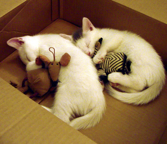 詹姆斯稳定输出如精密仪器，湖人轻取活塞展团队默契