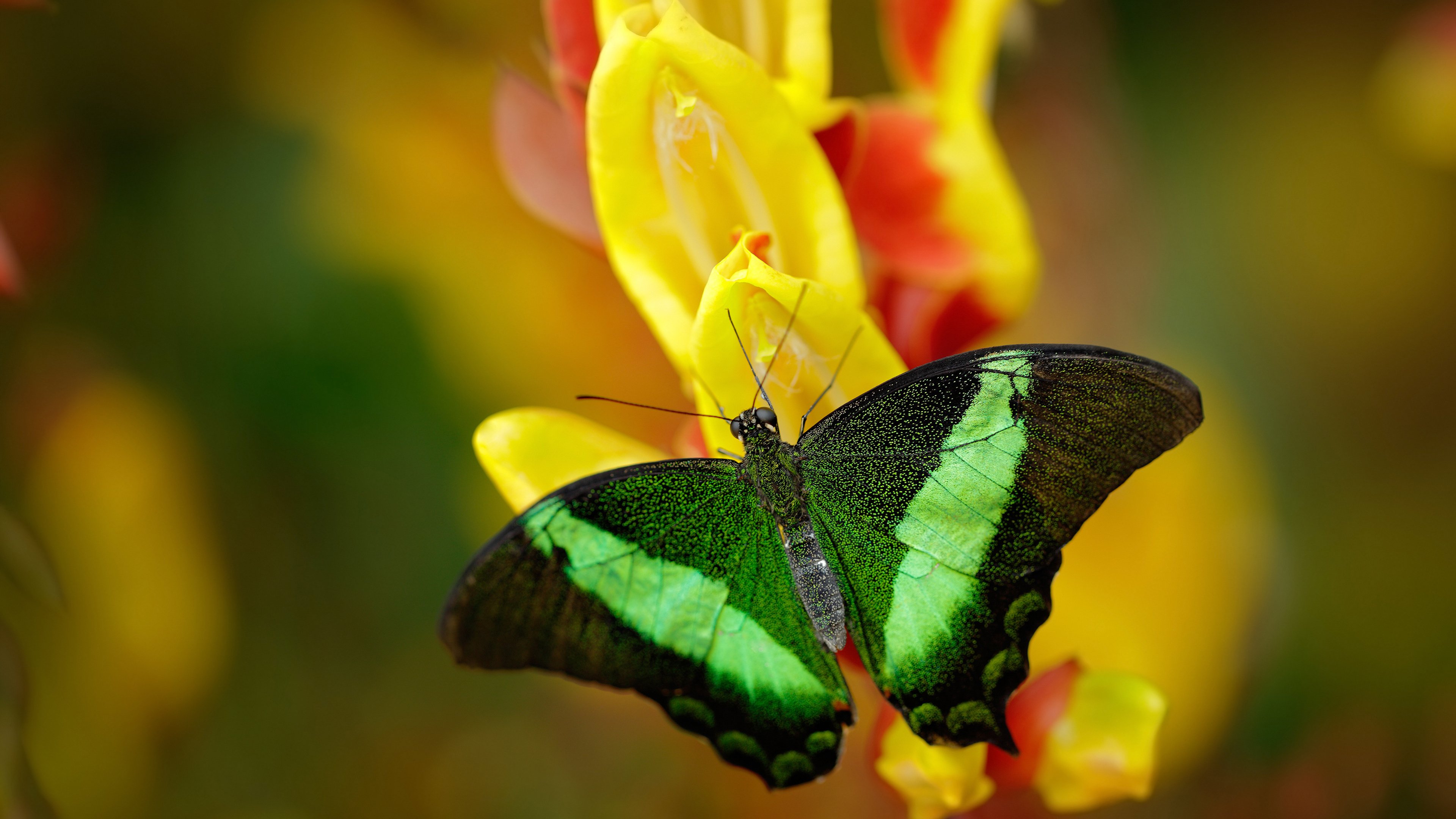 开云体育登录-末节风暴，伦纳德式防守锁定胜局，开拓者绝境带走吉林