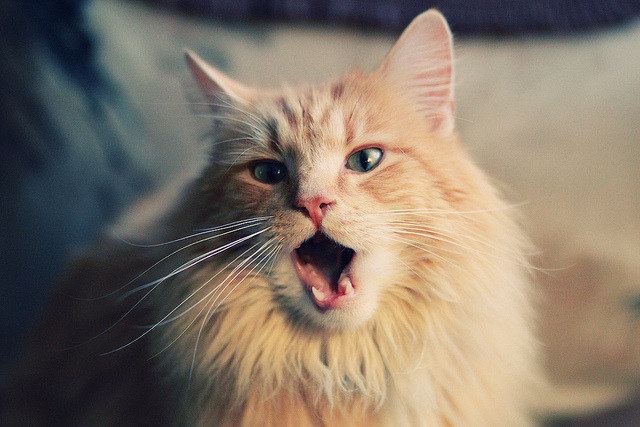 开云体育入口-当安哥拉遇见伊拉克，一场因梅西而永恒的慈善赛