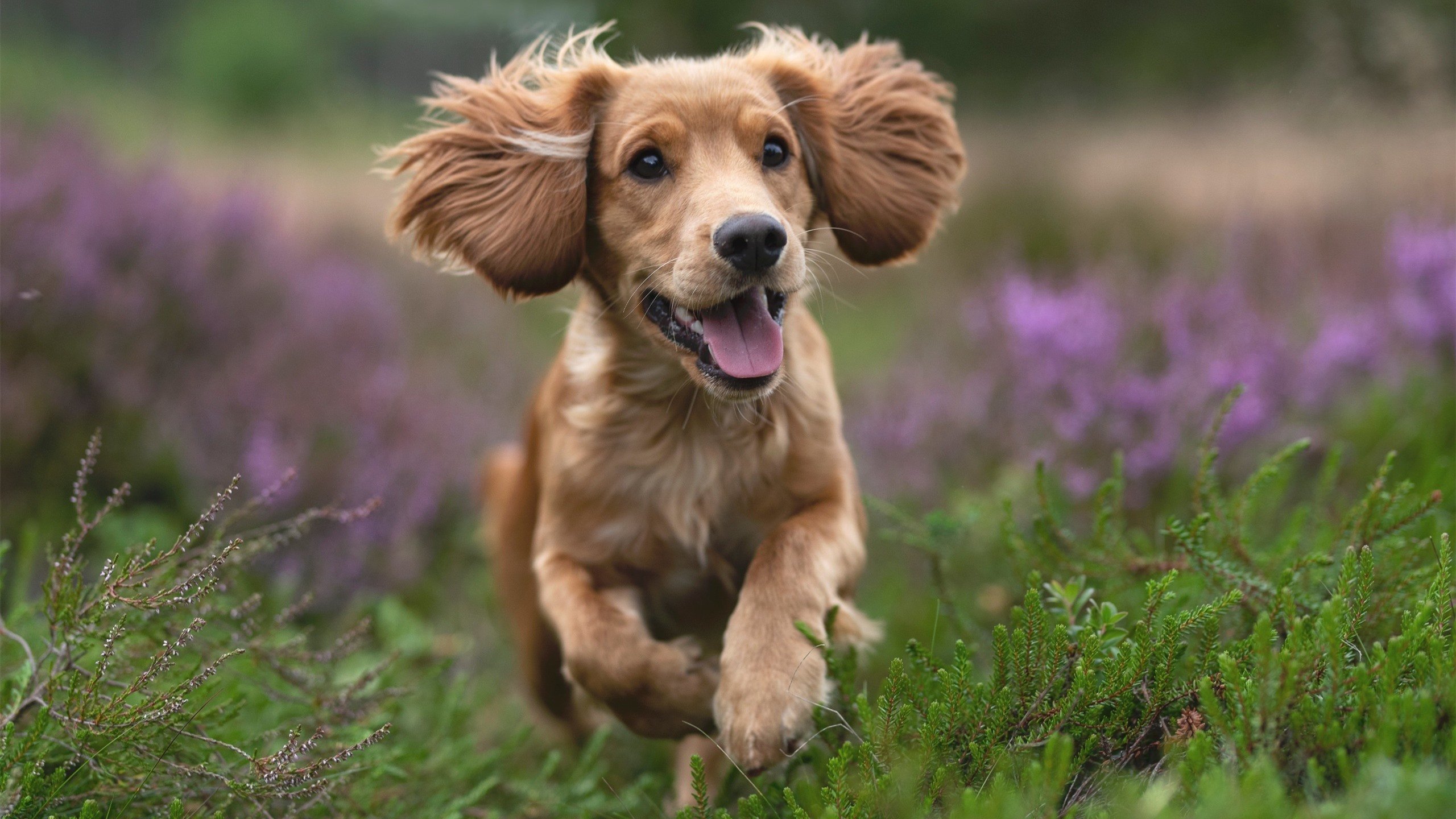 改写命运之战，当凯尔特人拉文悄然出世，鹈鹕防线如何被无情撕裂？