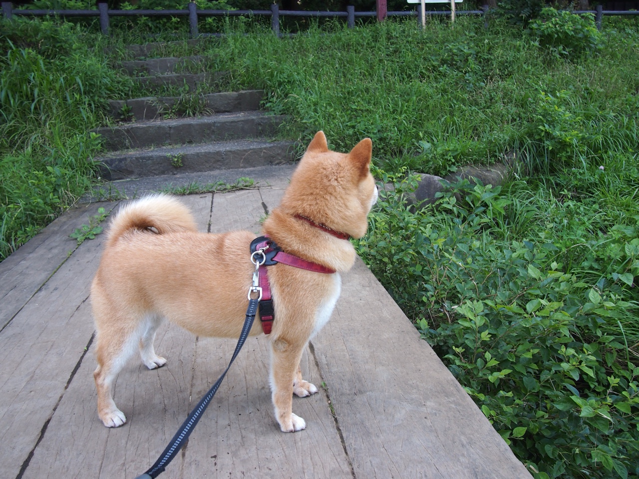 幽灵进球,伊布那粒让皇马vs玻利维亚永远失去悬念的球