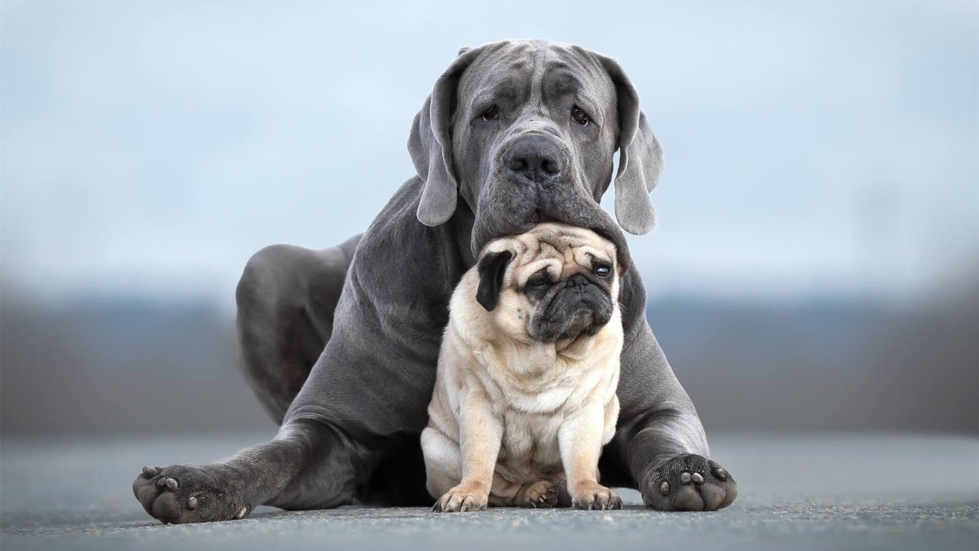 莱奥教科书之夜,西班牙失守,日本艺术足球的绝美逆写